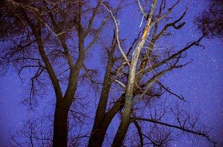 Сидели под эффектным деревом, вроде это ива