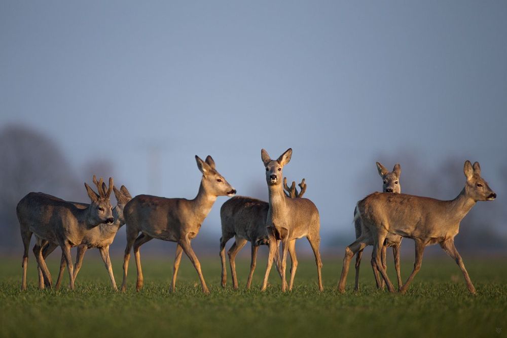 Herd II