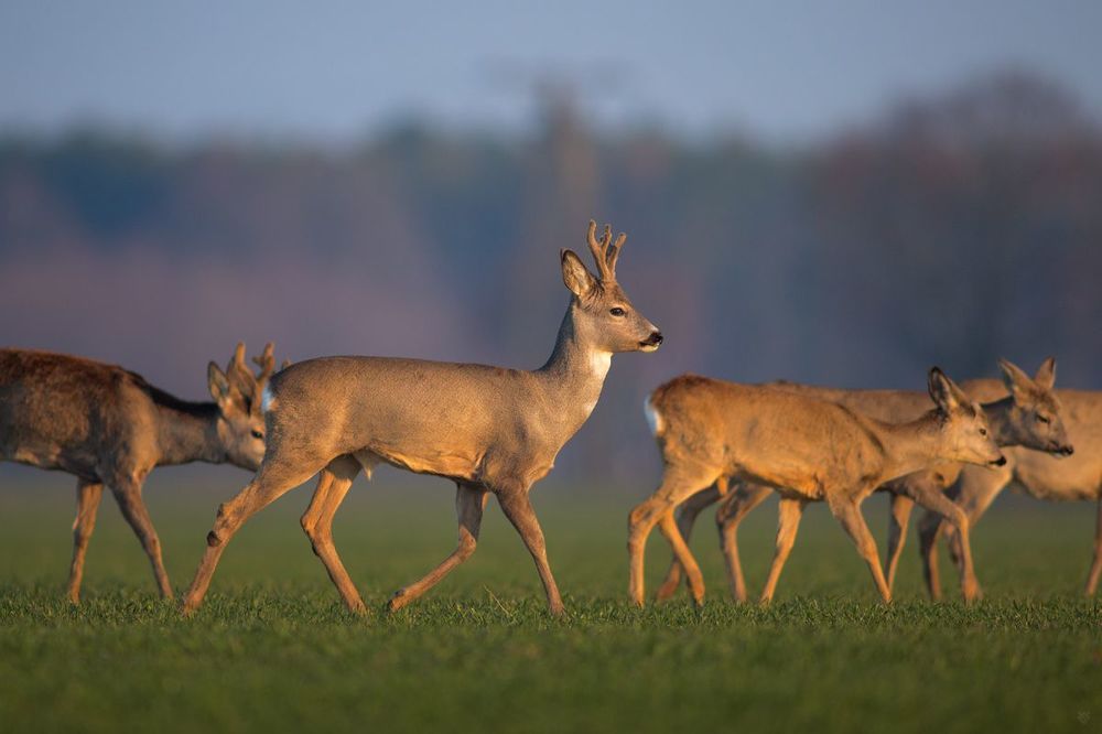 Herd III