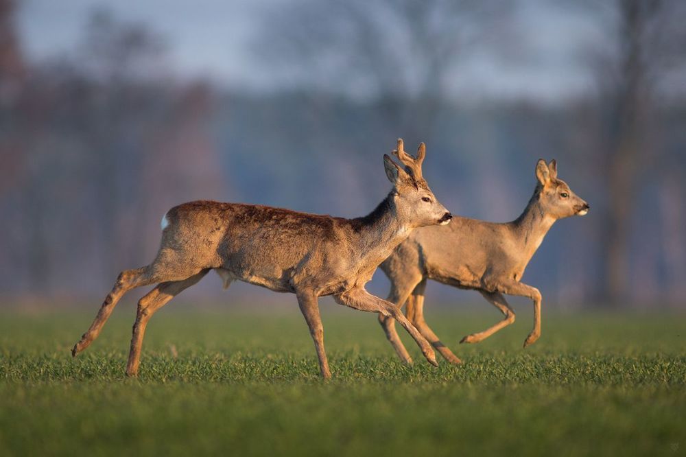 Herd VII