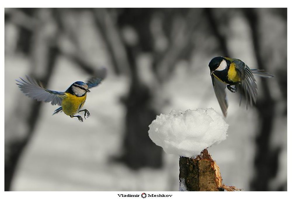 Acrobatic