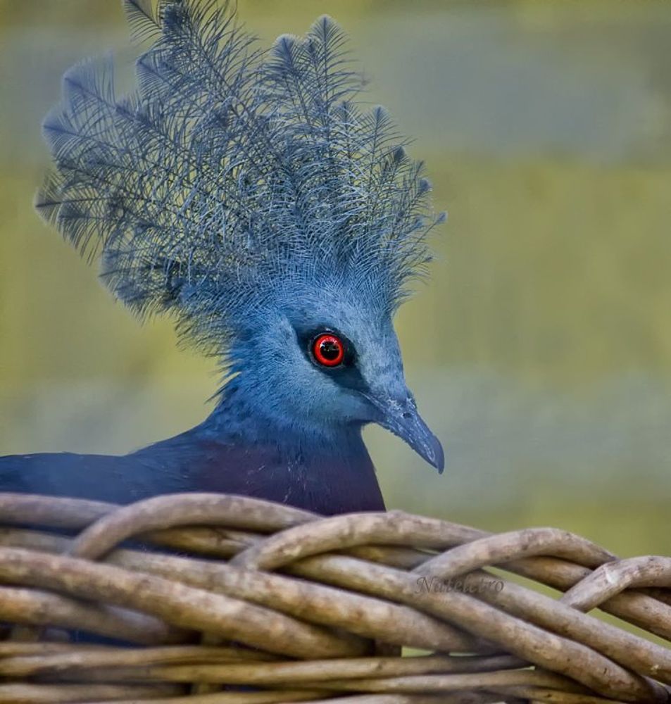 Голубиные (лат. Columbidae) &mdash; единственное современное семейство птиц из отряда голубеобразных, состоящее из примерно 300 видов, разбитых на 41 род.