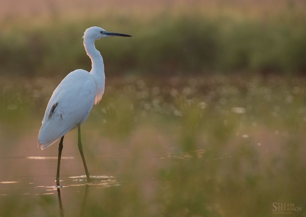 One day with litle white herons (Egretta garzetta)