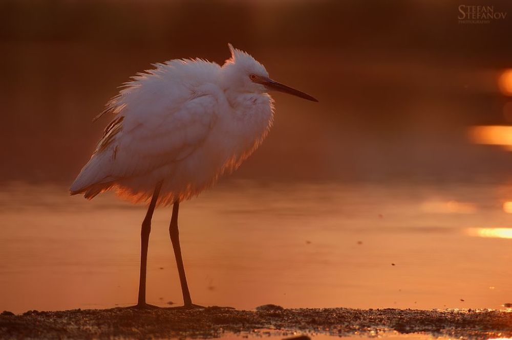 One day with litle white herons (Egretta garzetta)