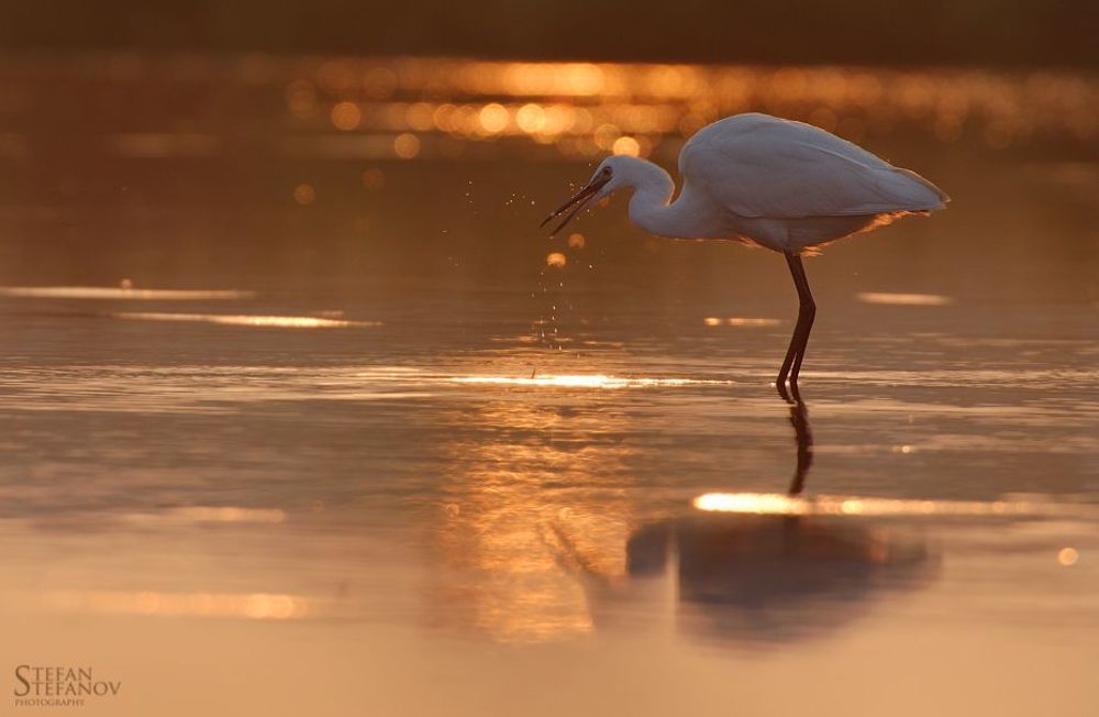 One day with litle white herons (Egretta garzetta)