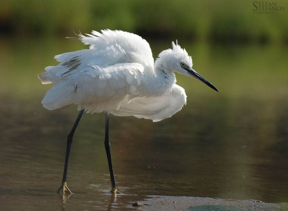 One day with litle white herons (Egretta garzetta)