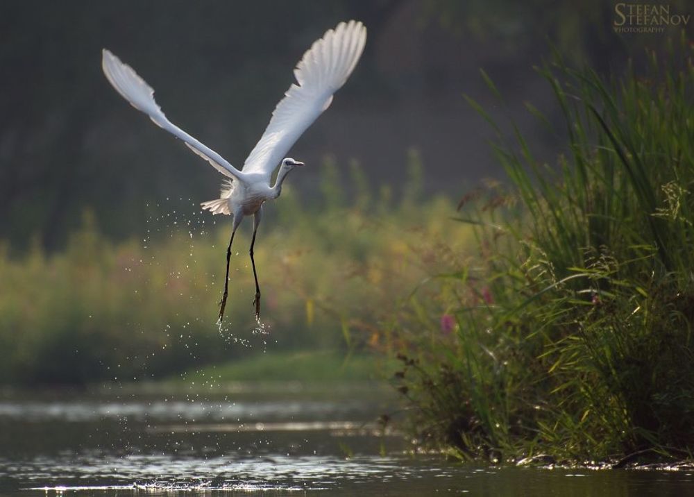 One day with litle white herons (Egretta garzetta)