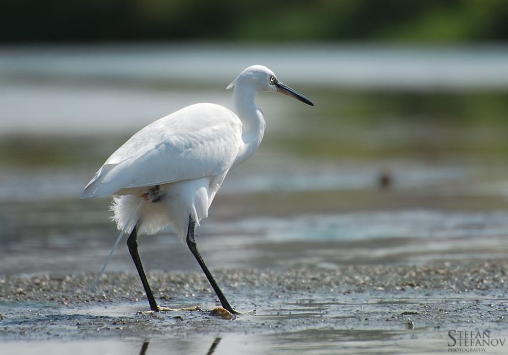 One day with litle white herons (Egretta garzetta)