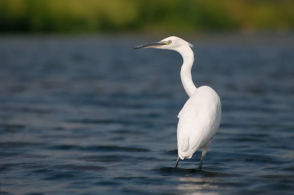 One day with litle white herons (Egretta garzetta)