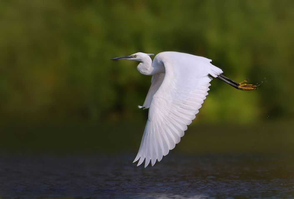 One day with litle white herons (Egretta garzetta)
