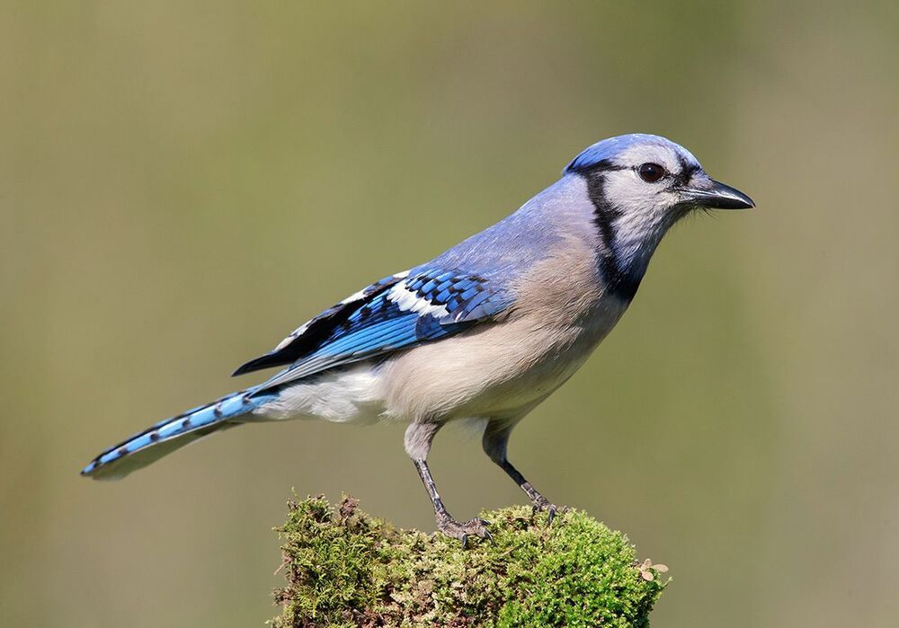 Голубая сойка - Blue Jay