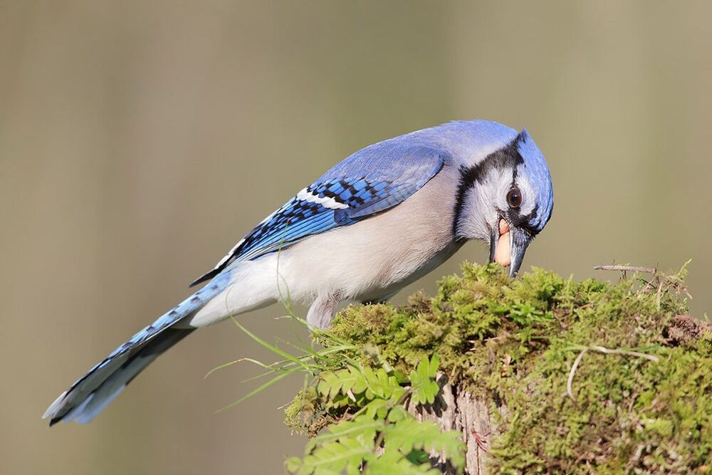 Голубая сойка - Blue Jay