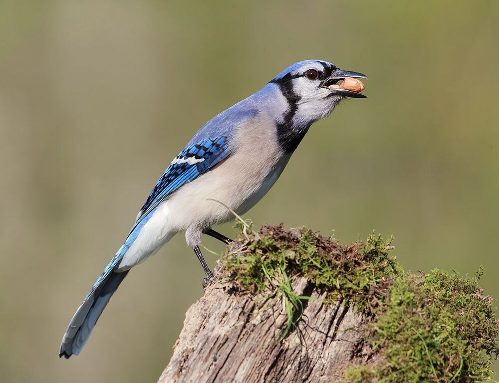 Голубая сойка - Blue Jay