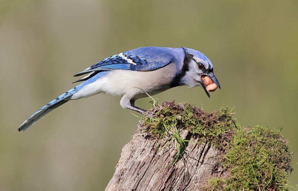 Голубая сойка - Blue Jay