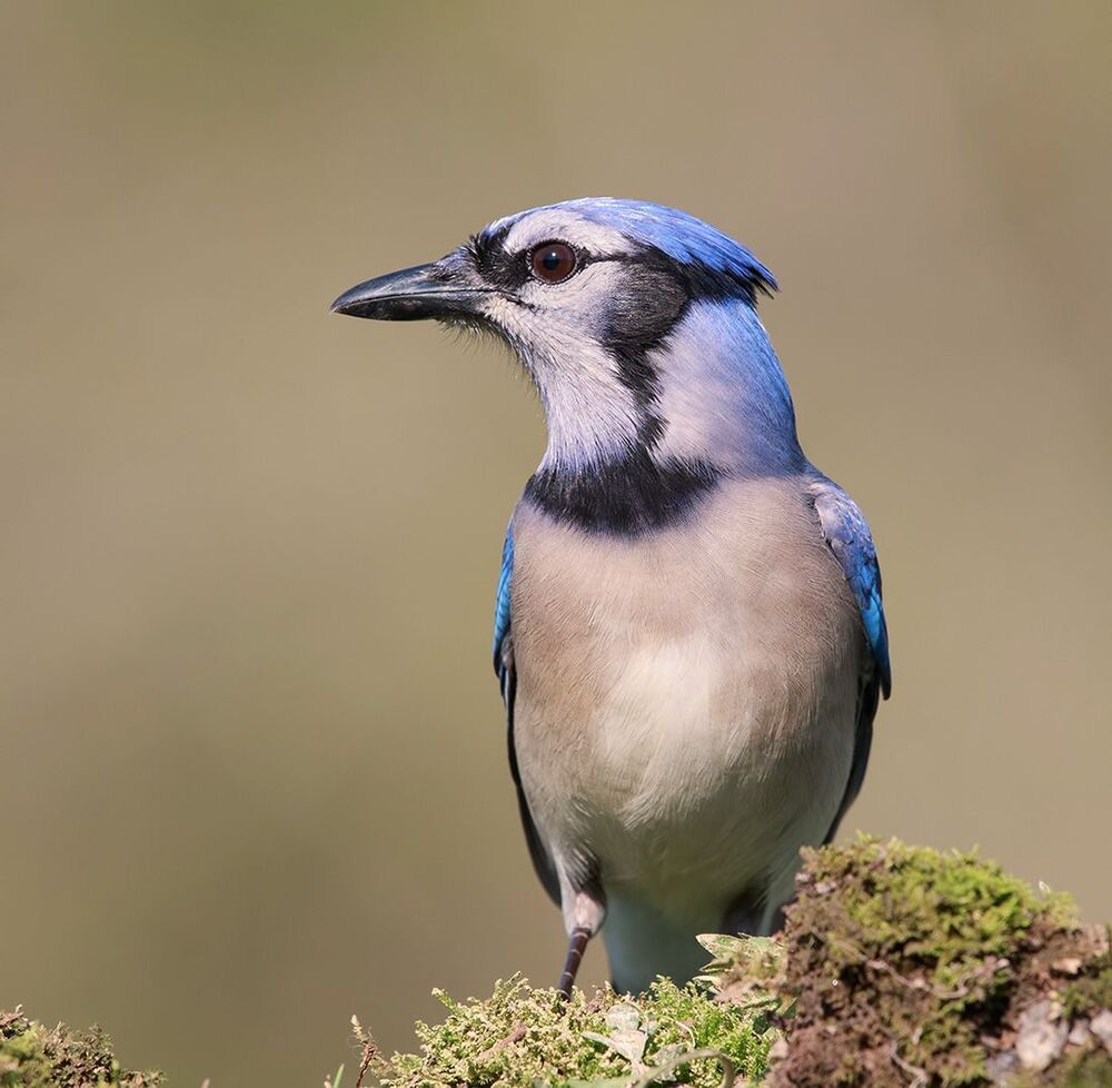 Голубая сойка - Blue Jay