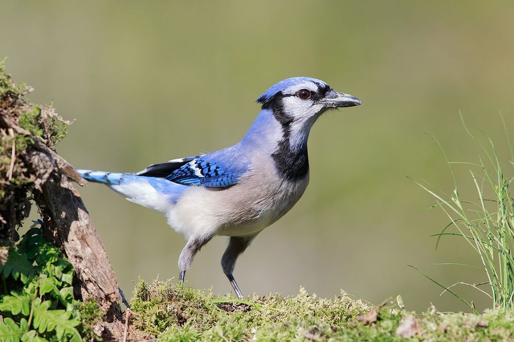 Голубая сойка - Blue Jay