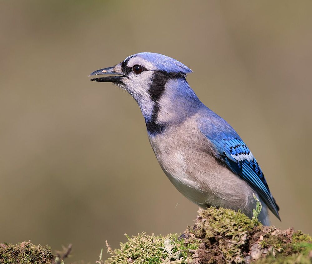 Голубая сойка - Blue Jay
