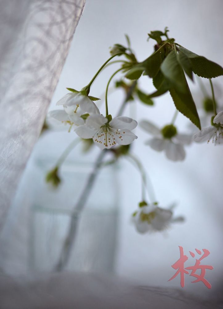 桜