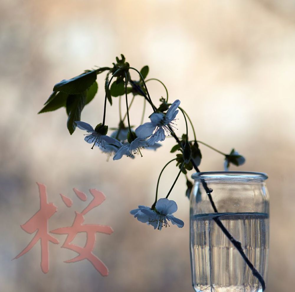 桜