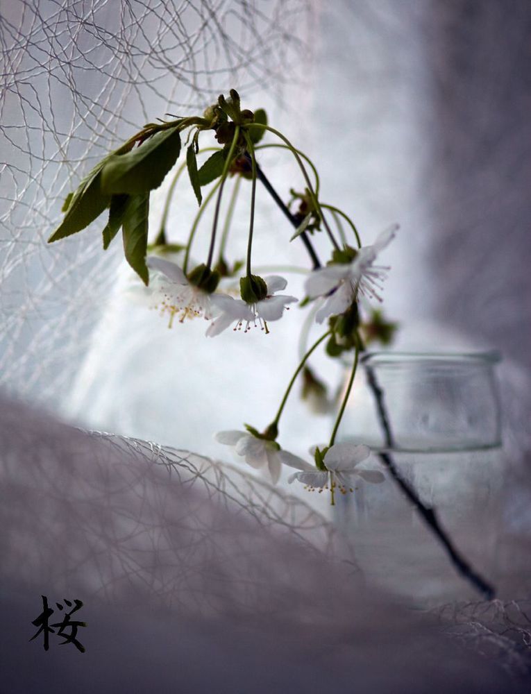 桜