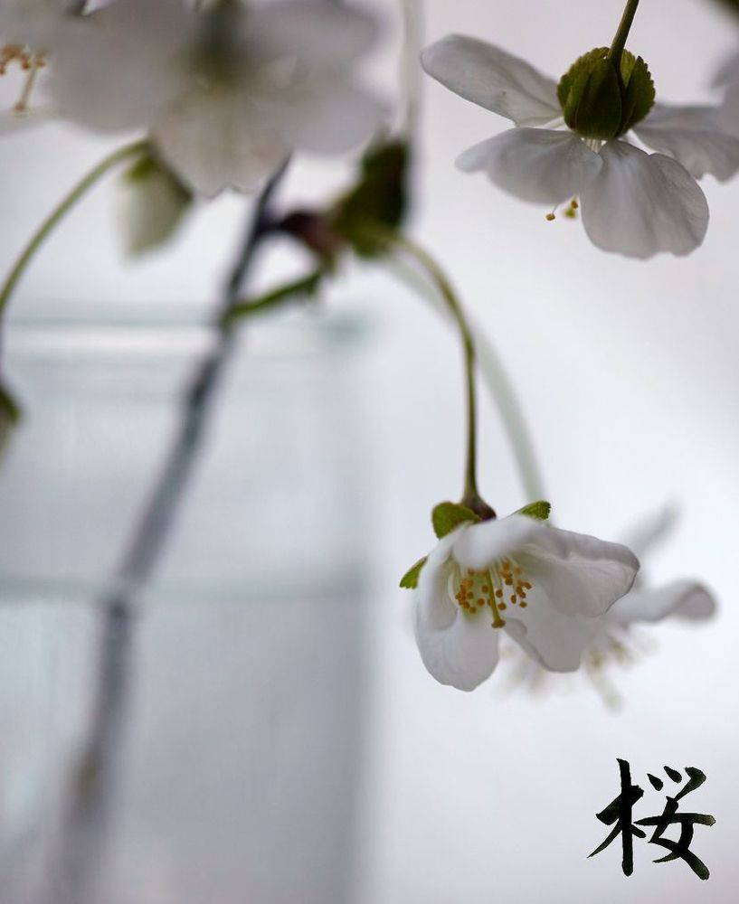 桜