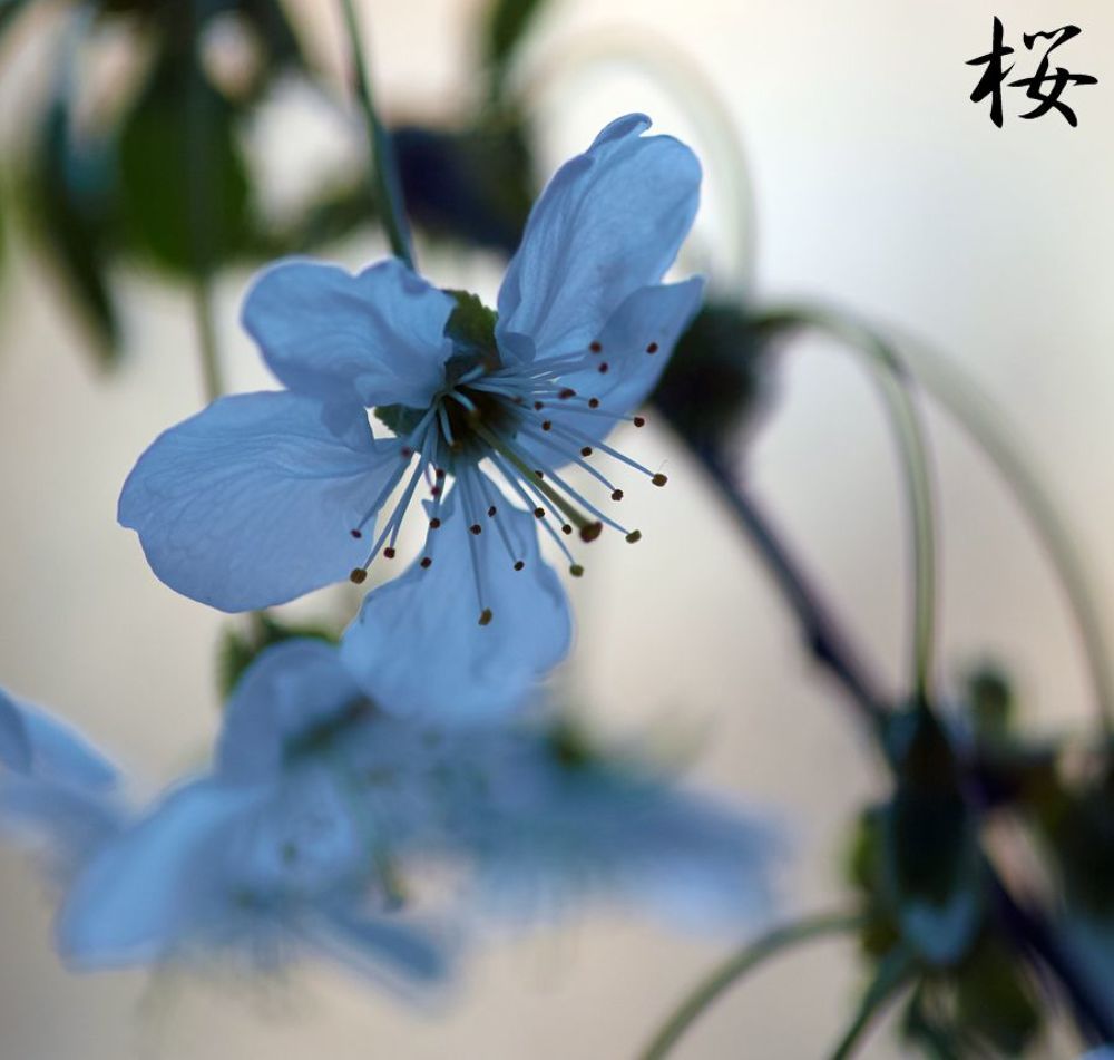 桜