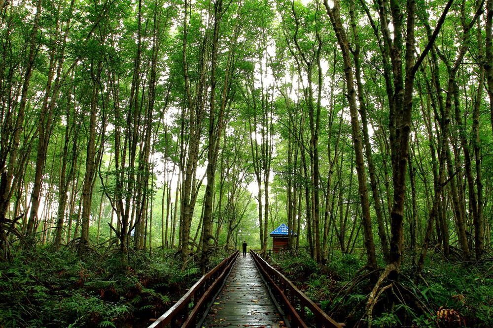 Natural mangrove