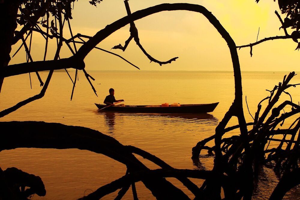 Natural mangrove