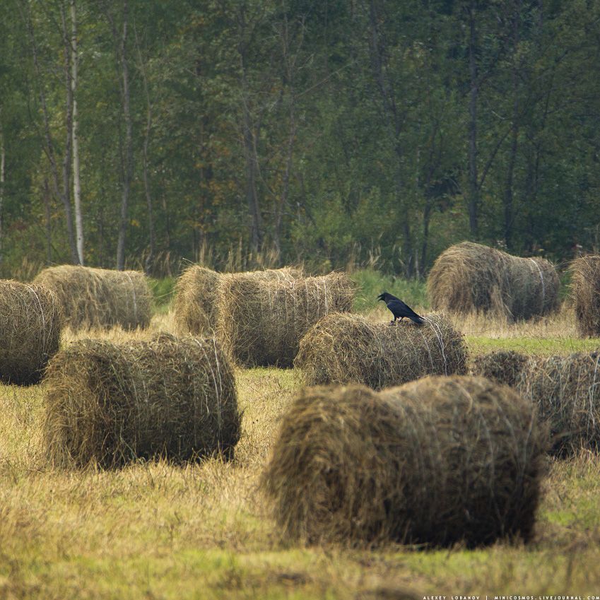 вОроны