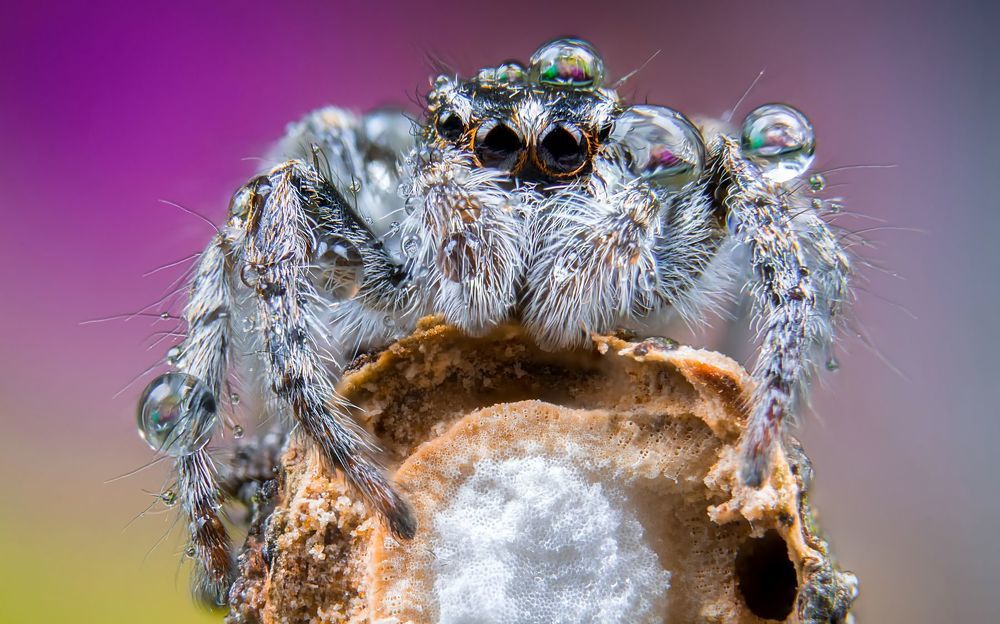 Jumping Spider