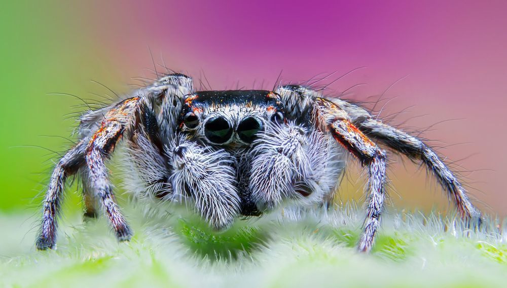 Jumping Spider