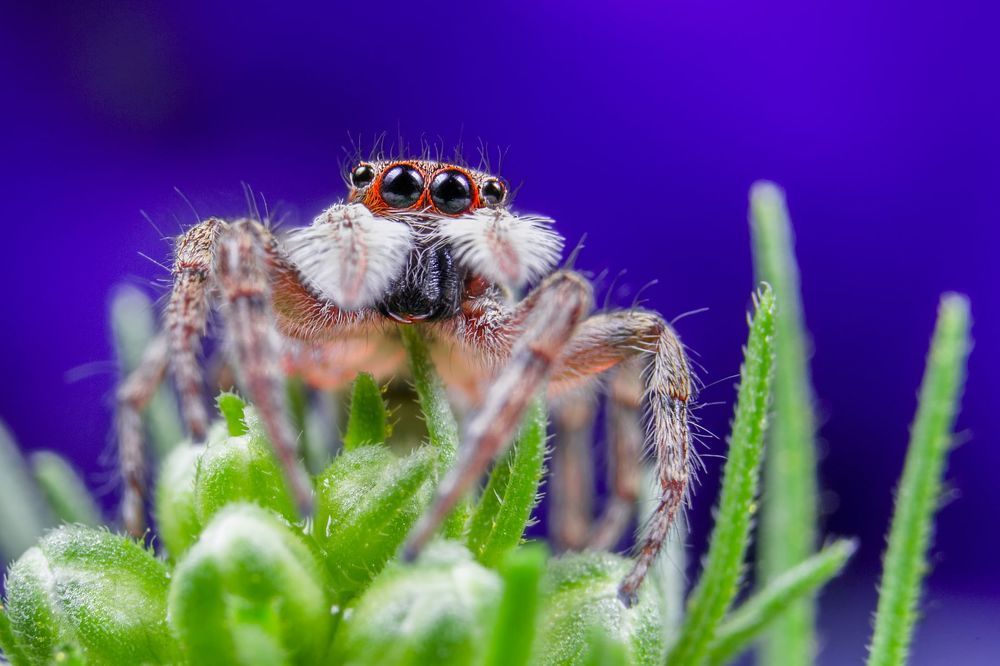 Jumping Spider