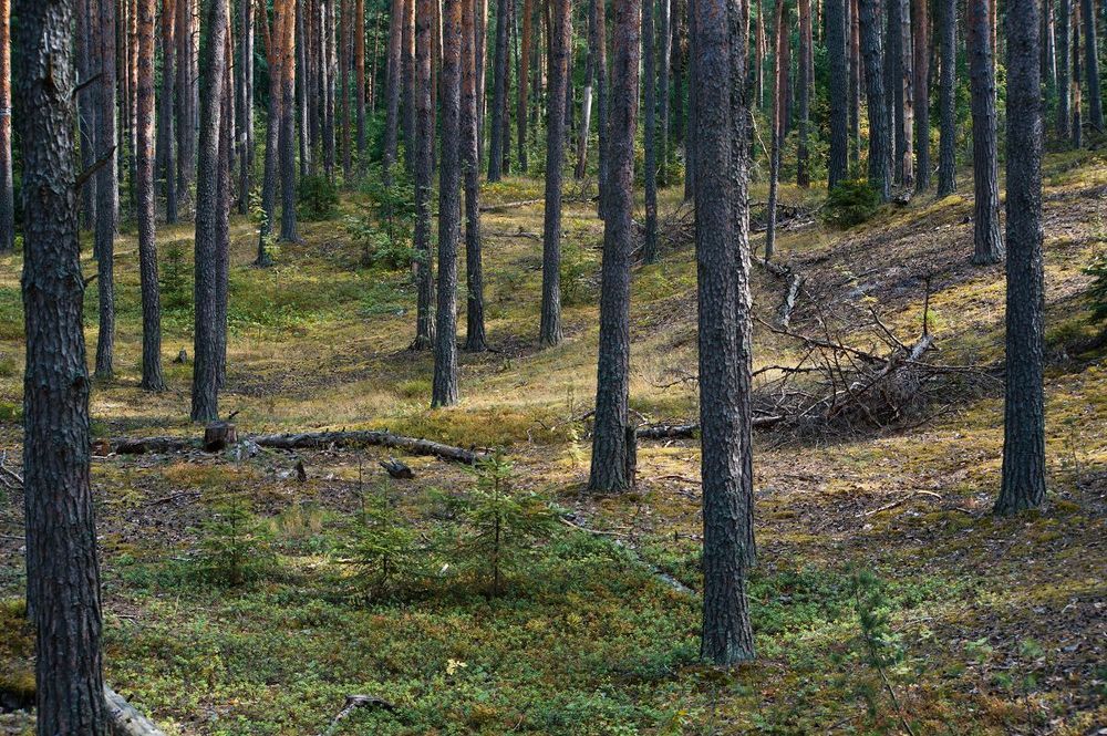 01 Сосновый лес на песчаных дюнах