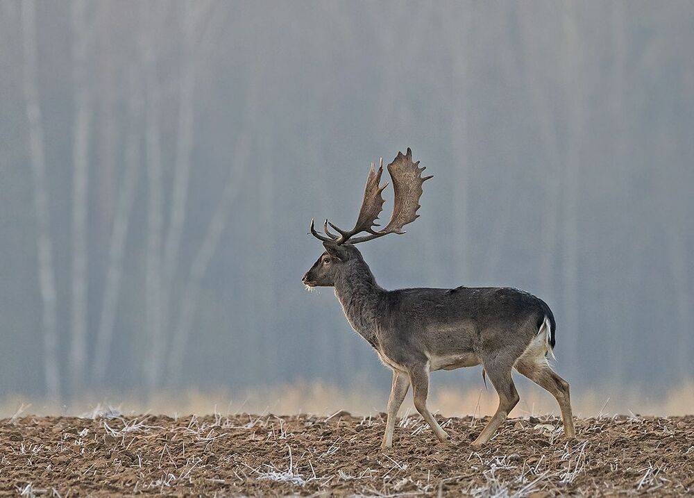 Лань