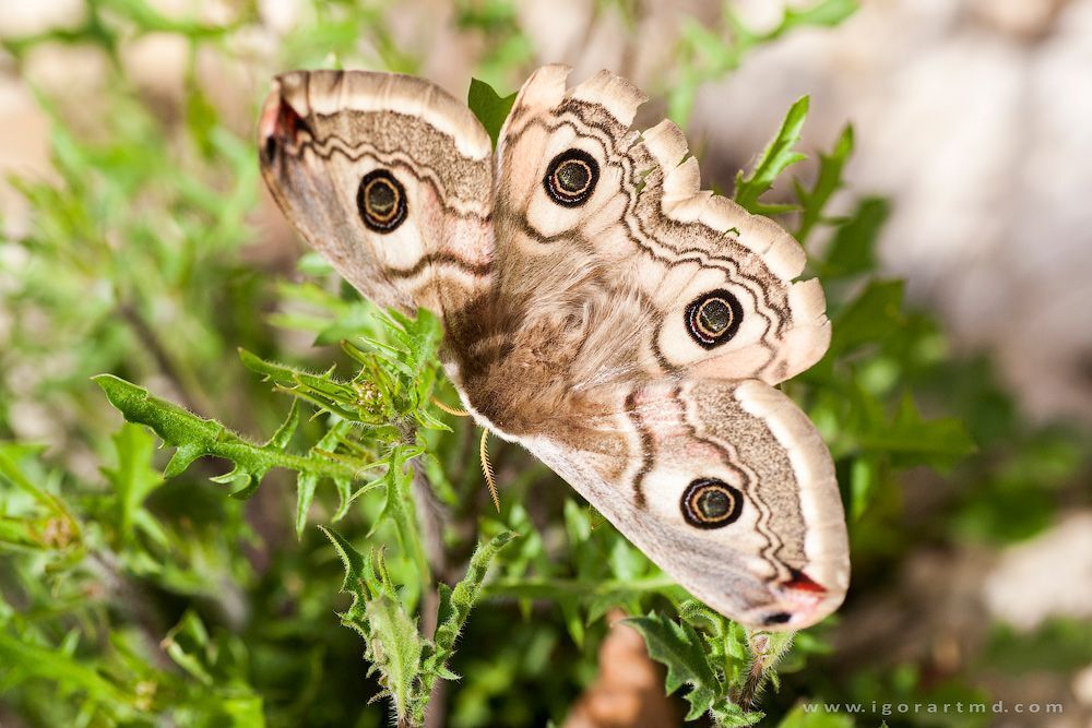 butterfly