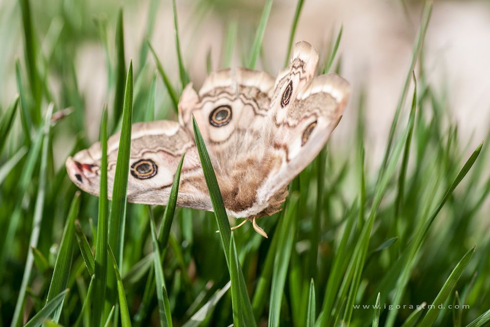butterfly