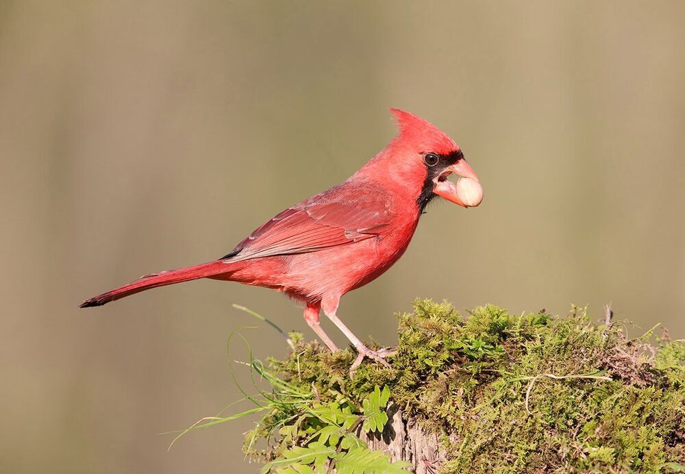 Красный кардинал ( cамец) - Northern Cardinal