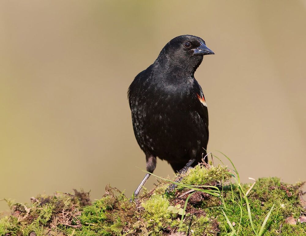 Красноплечий чёрный трупиал -  Red-winged blackbird