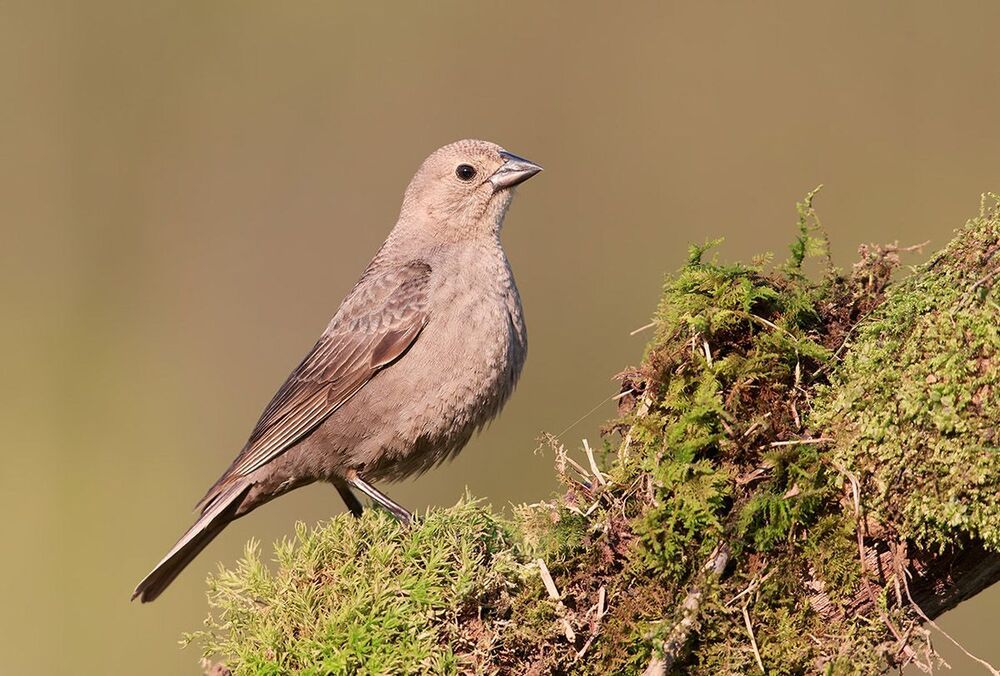 Cамка. Буроголовый коровий трупиал - Brown-headed Cowbird