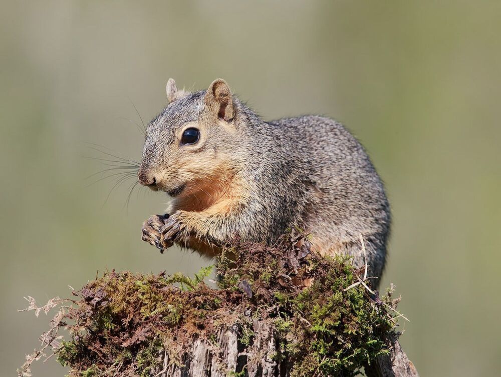 Иногда и белка заглядывет ради угощения. Лисья белка - Fox Squirrel 

Этот вид белок наз. Лисья белка (Fox squirrel). Лисья белка очень подвижная, активна в дневное время.
Лисья белка обитает в восточной половине Северной Америки.