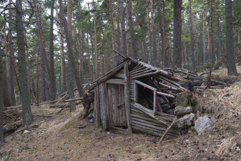 Воскресная прогулка по весеннему лесу.