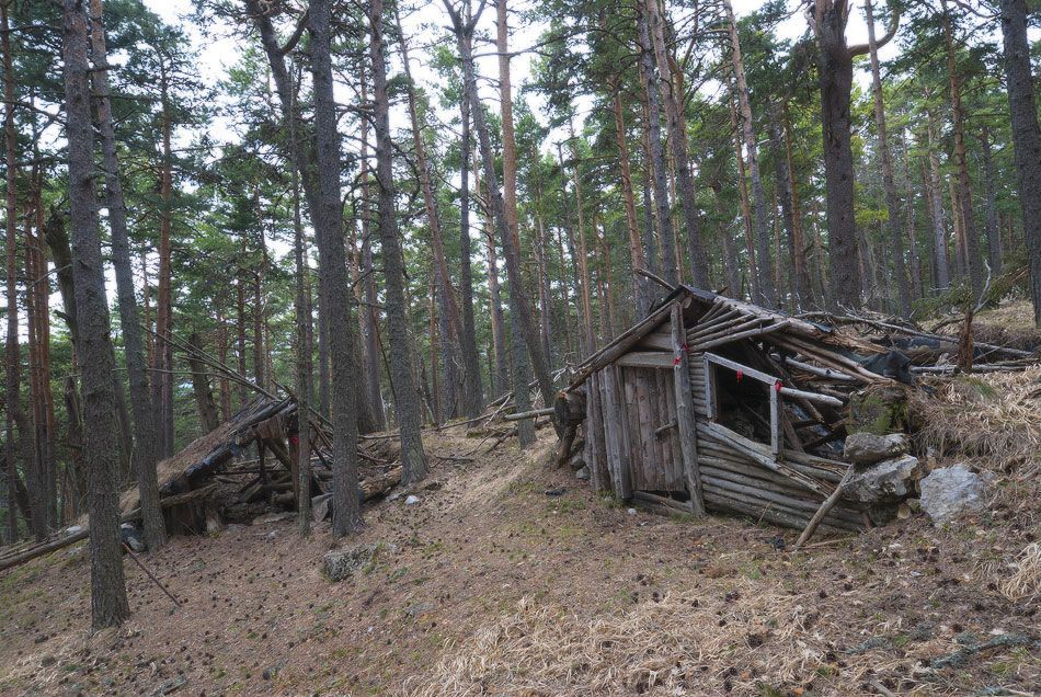 Воскресная прогулка по весеннему лесу.