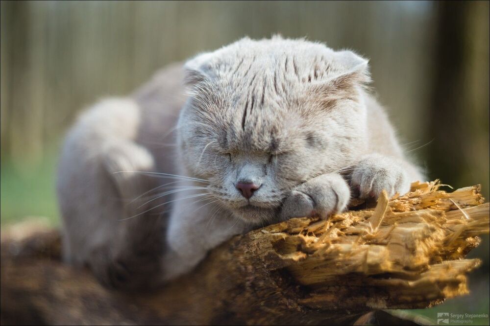 Без кота и жизнь не та!
