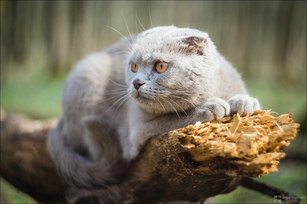 Без кота и жизнь не та!