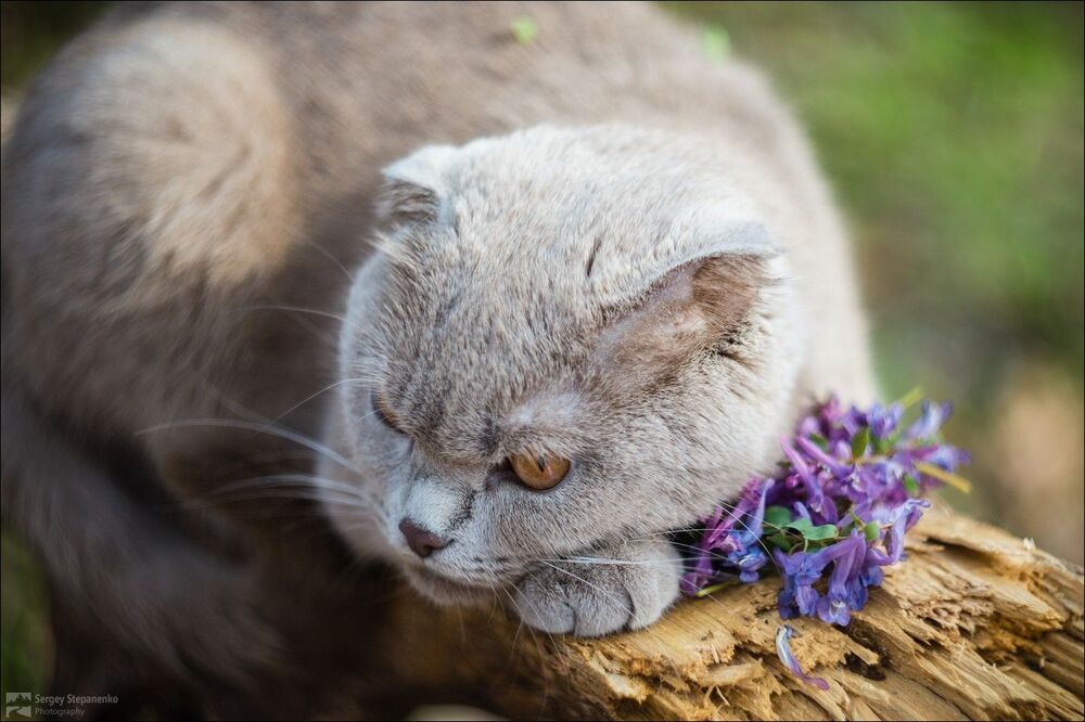 Без кота и жизнь не та!