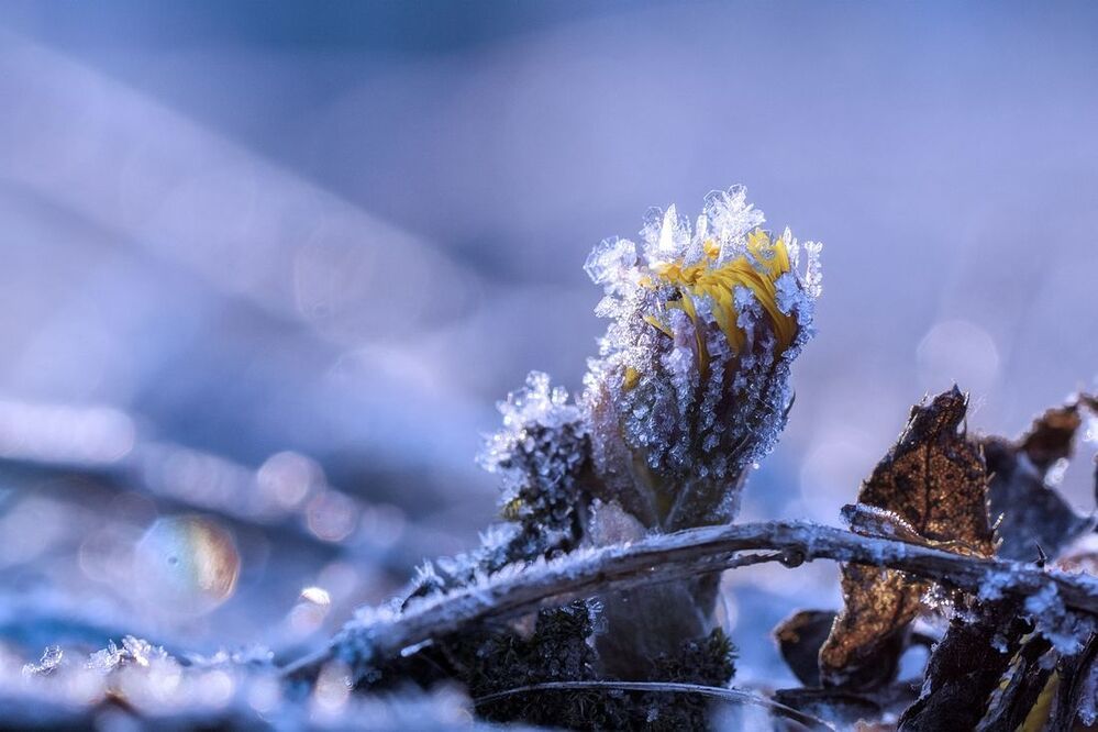 Хрустальная весна