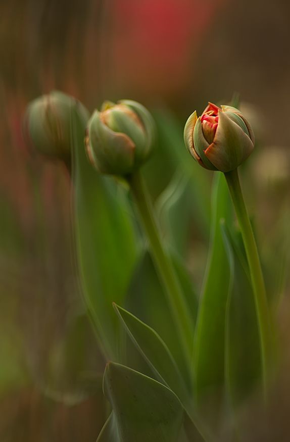 Tulipany
