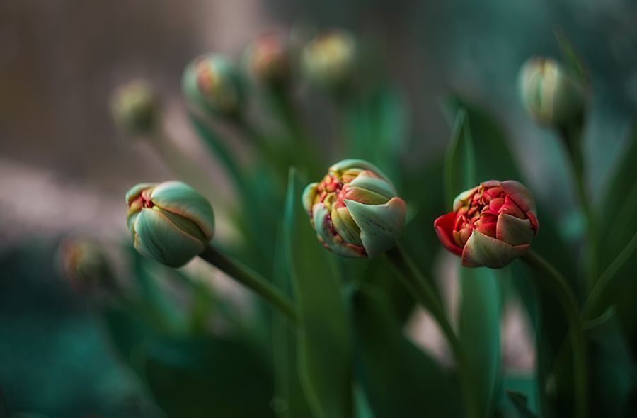 Tulipany