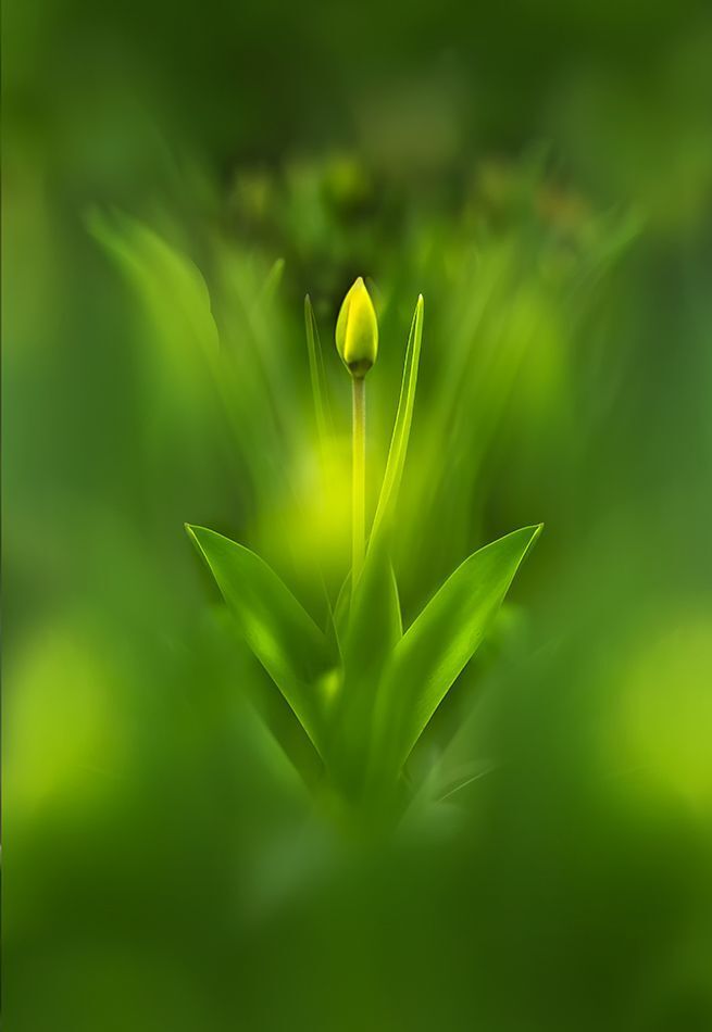 Tulipany