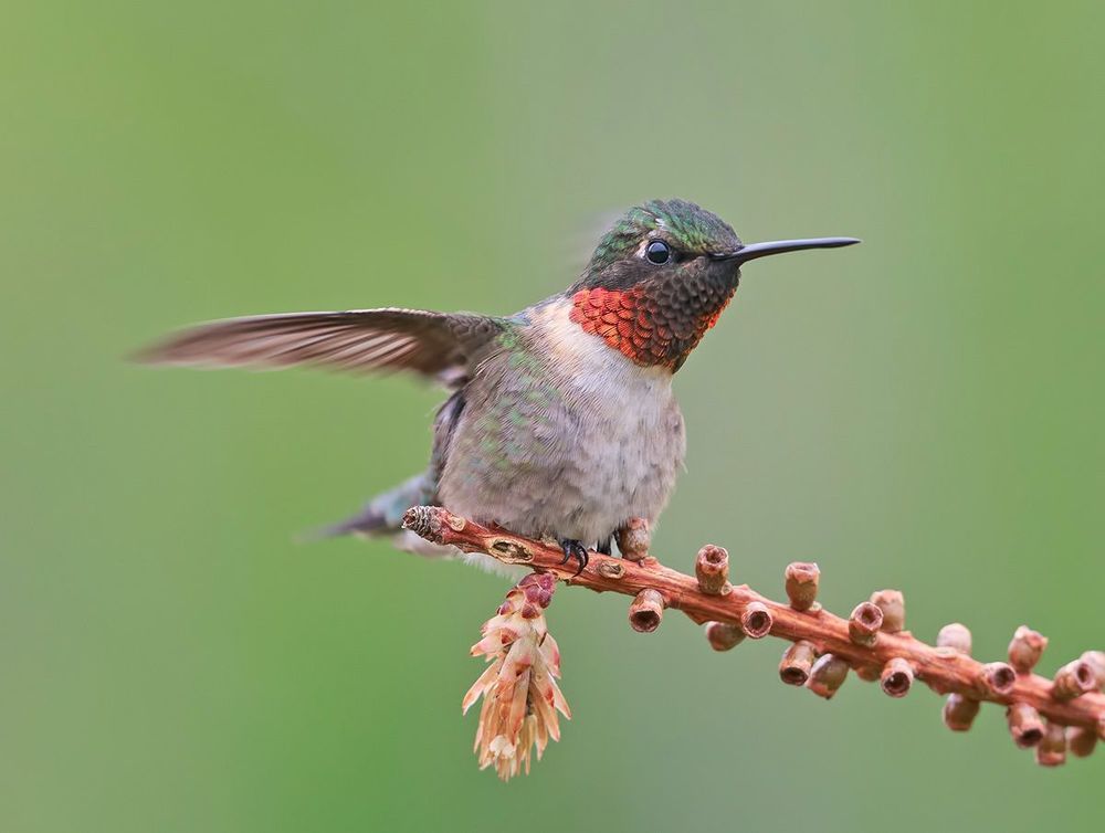 Колибри - Hummingbird